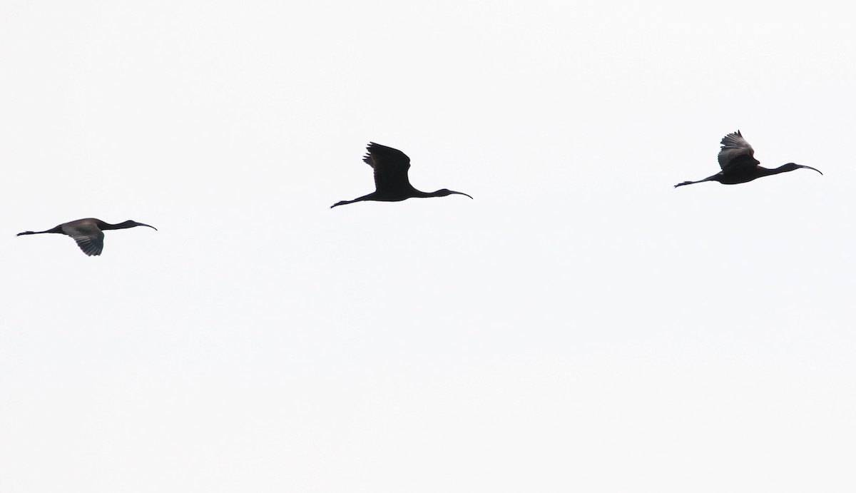 ibis hnědý - ML111363671