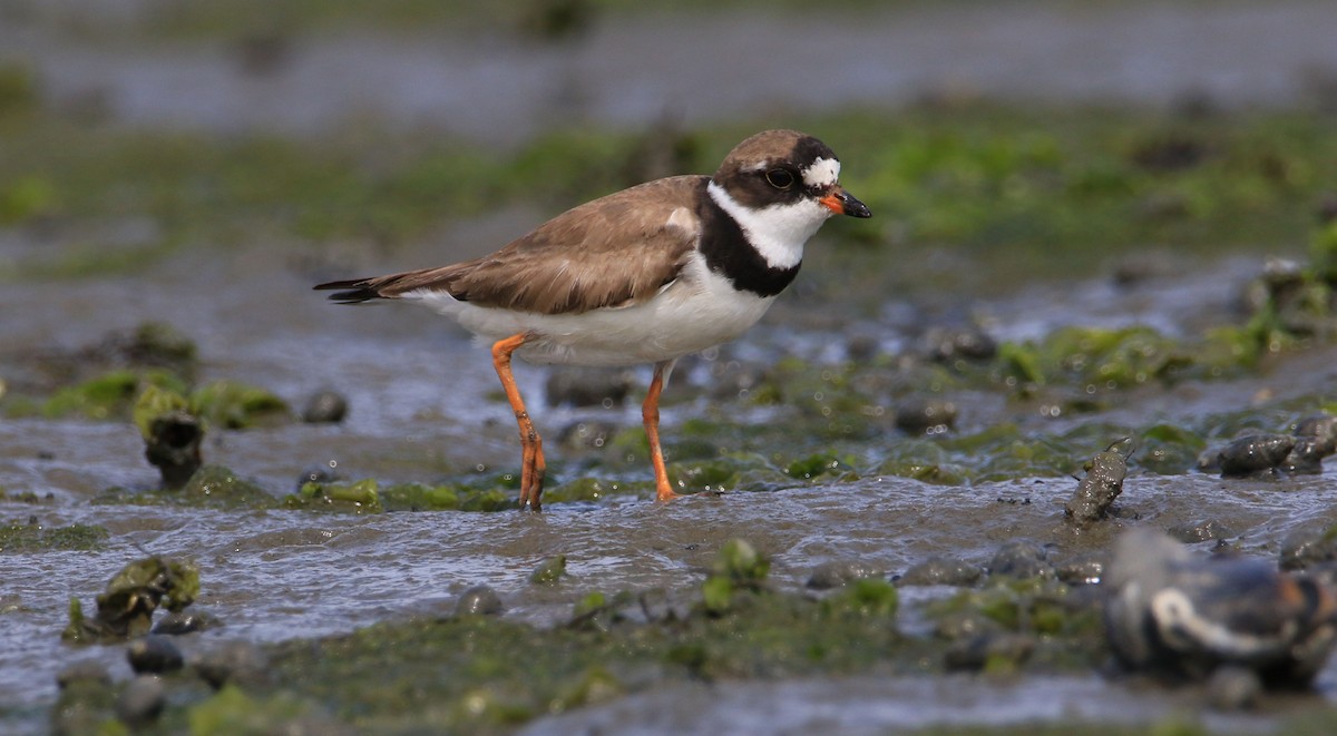 Semipalmated Plover - ML111363871