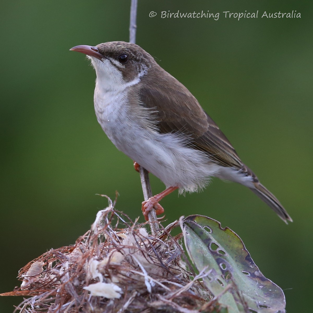 Brown-backed Honeyeater - Doug Herrington || Birdwatching Tropical Australia Tours
