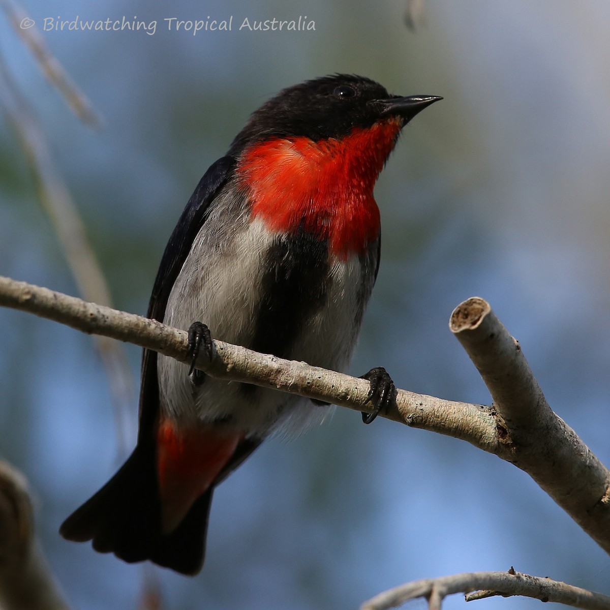 Mistletoebird - Doug Herrington || Birdwatching Tropical Australia Tours