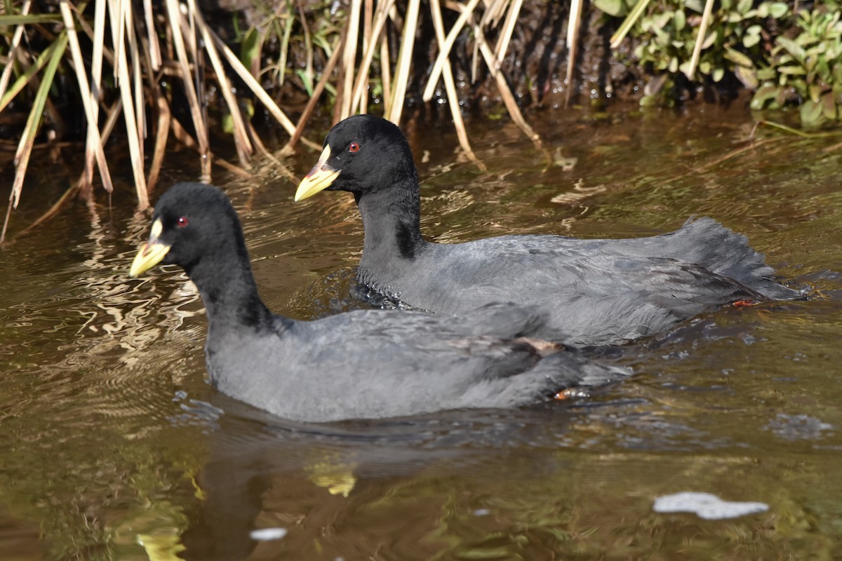 Red-gartered Coot - ML111365971