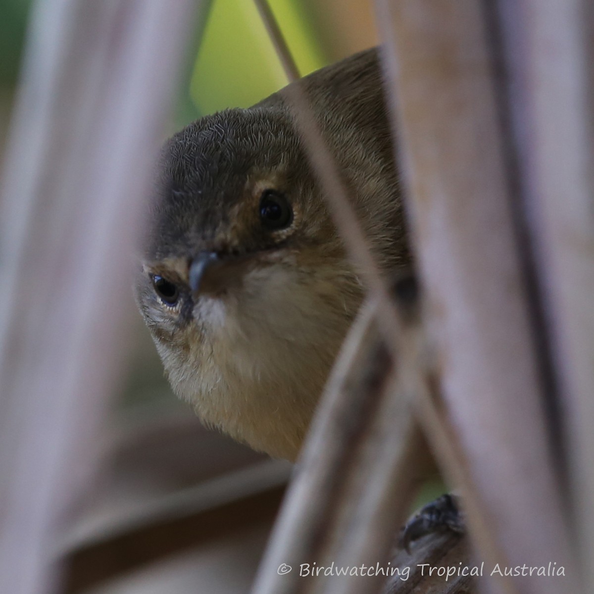 Australian Reed Warbler - Doug Herrington || Birdwatching Tropical Australia Tours
