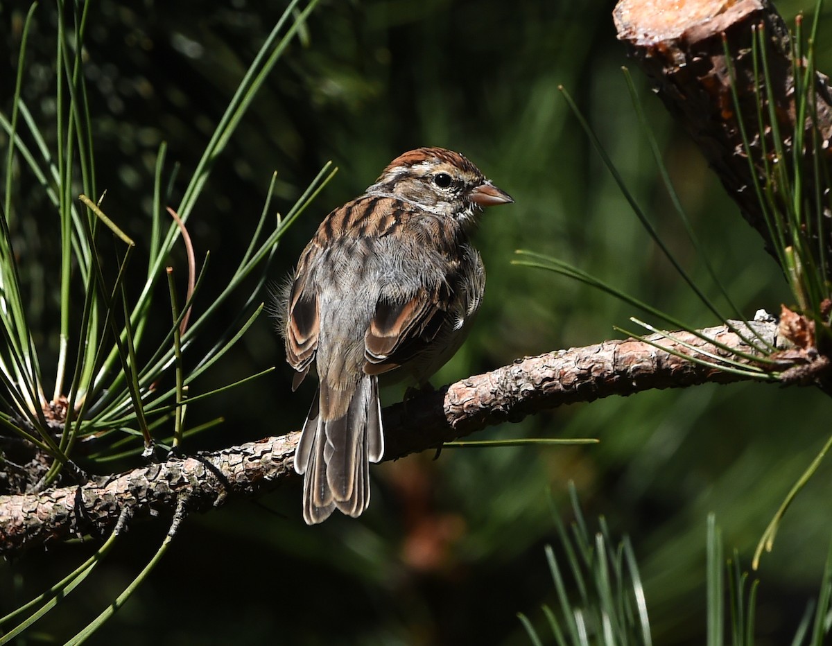 Chipping Sparrow - ML111369521