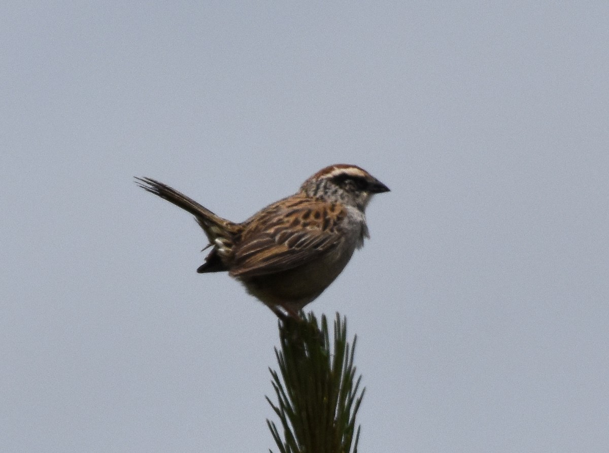 Striped Sparrow - ML111371321