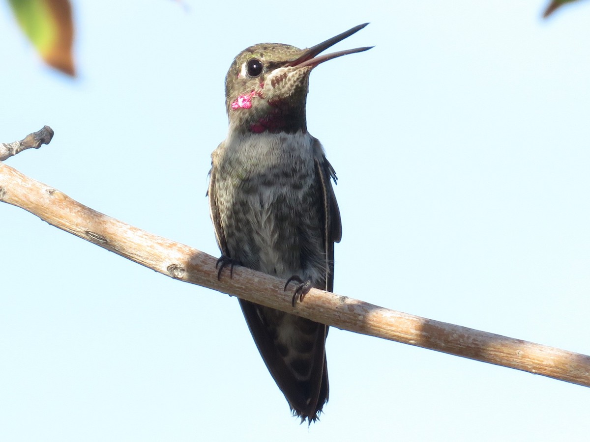 Anna's Hummingbird - Don Witter