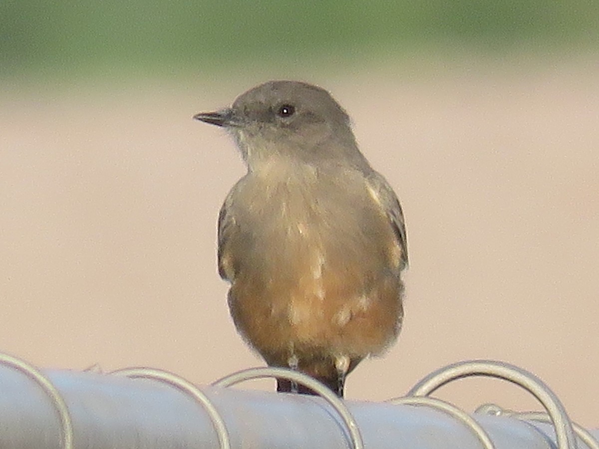 Say's Phoebe - Don Witter