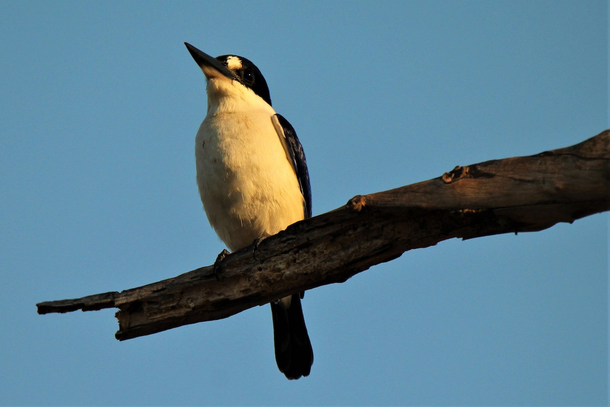 Forest Kingfisher - ML111379691