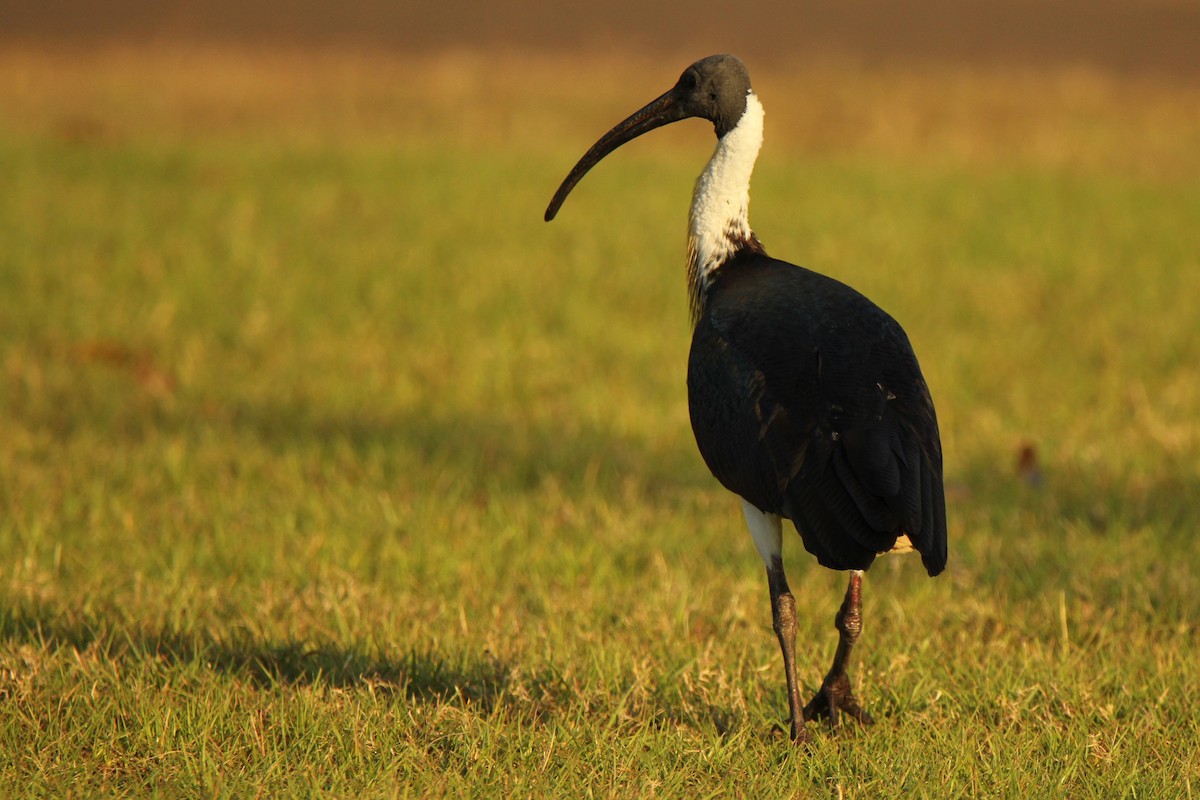 ibis slámokrký - ML111379811