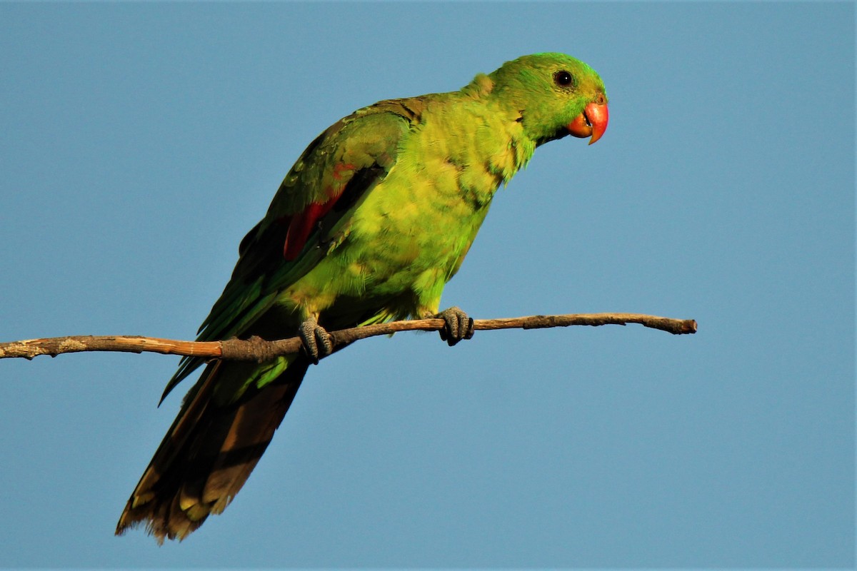 Red-winged Parrot - Mark Conboy
