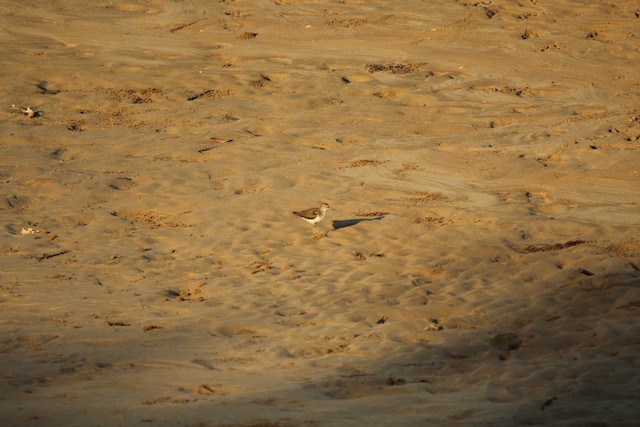 Common Sandpiper