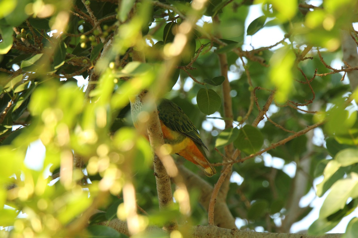 Rose-crowned Fruit-Dove - ML111380311