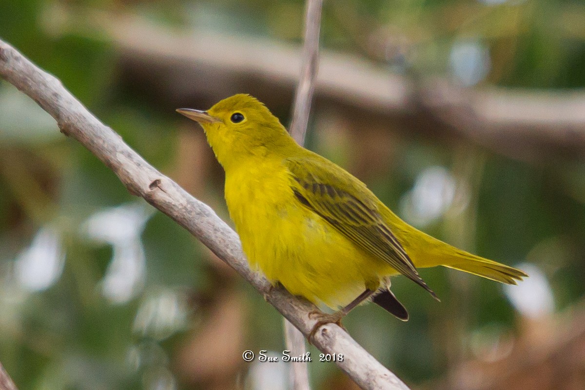 Yellow Warbler - Sue Smith