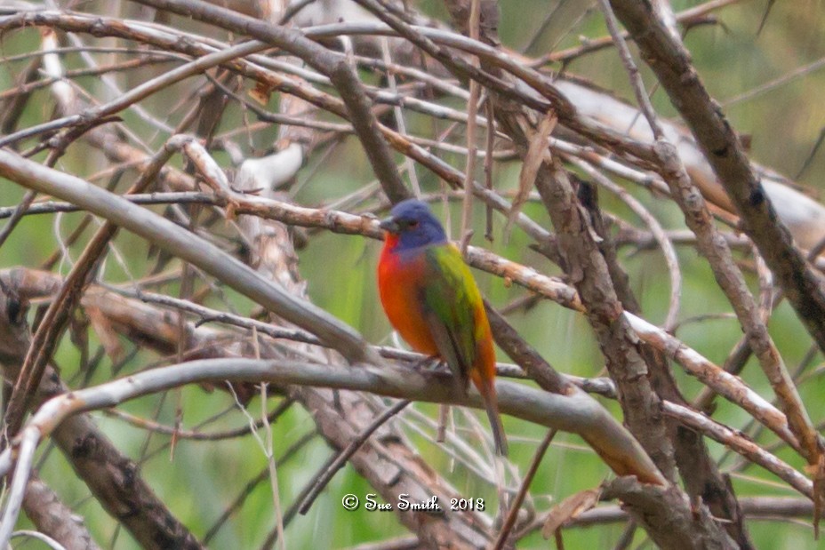 Painted Bunting - Sue Smith
