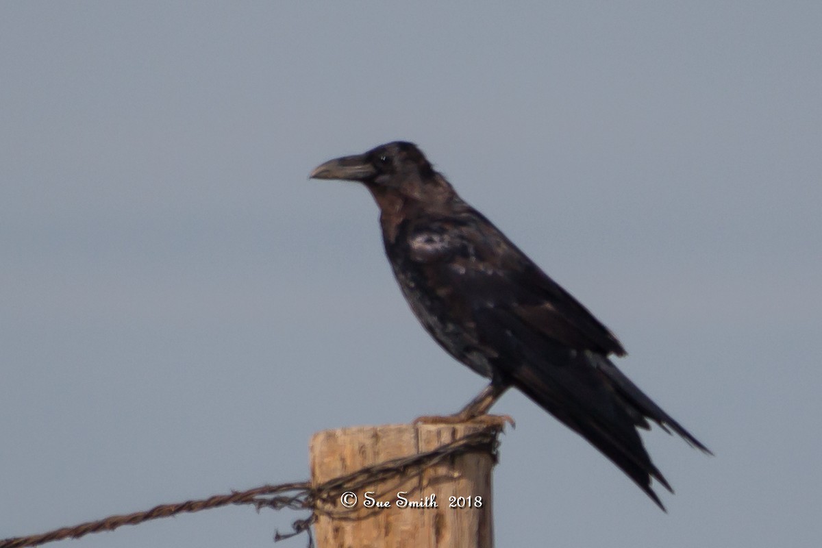 Chihuahuan Raven - Sue Smith