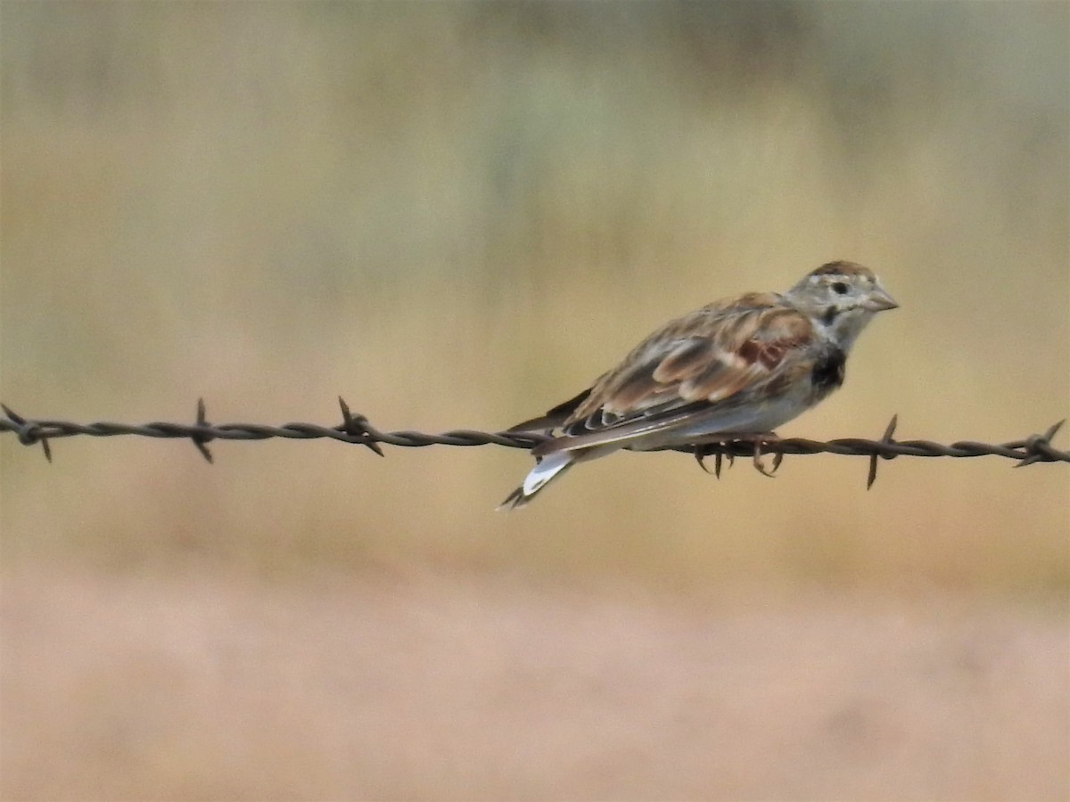 Thick-billed Longspur - ML111385391