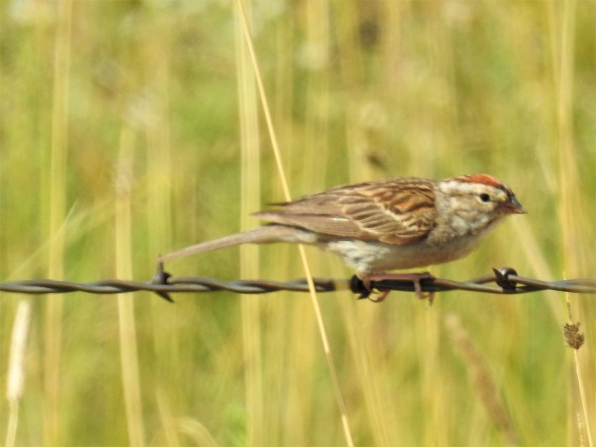Chipping Sparrow - ML111385411