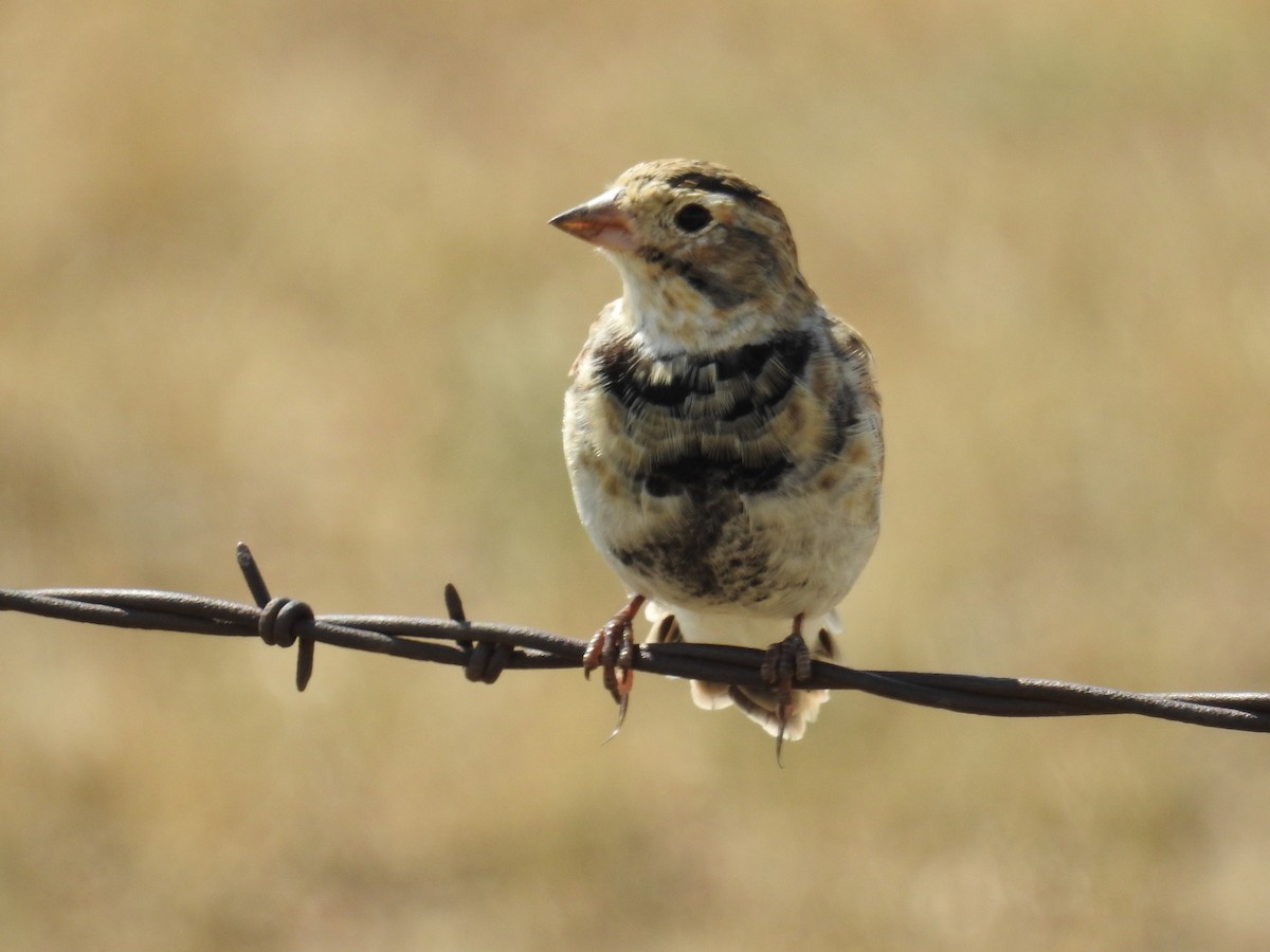 Thick-billed Longspur - ML111385461