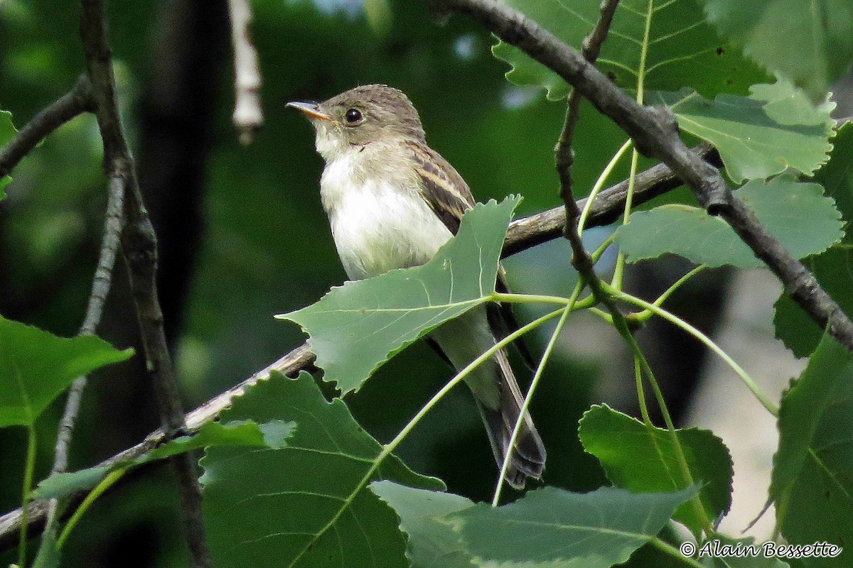 Eastern Wood-Pewee - Anonymous