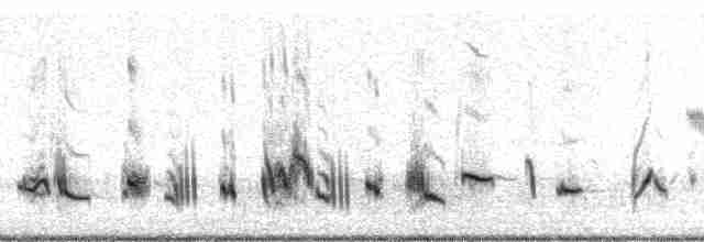 Beifuß-Spottdrossel - ML11139