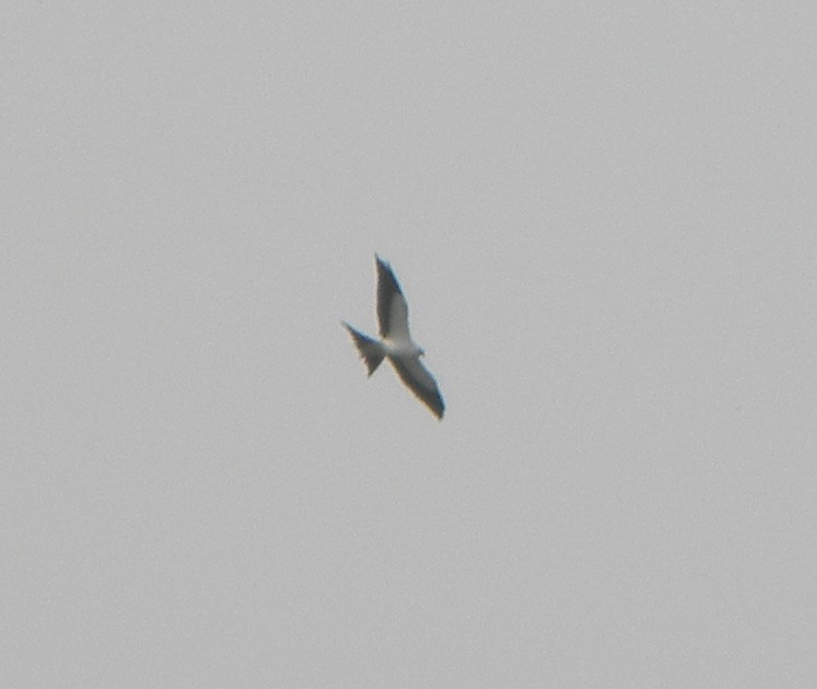 Swallow-tailed Kite - ML111393311