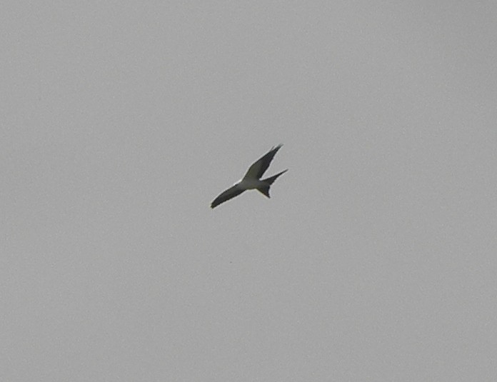Swallow-tailed Kite - ML111393331