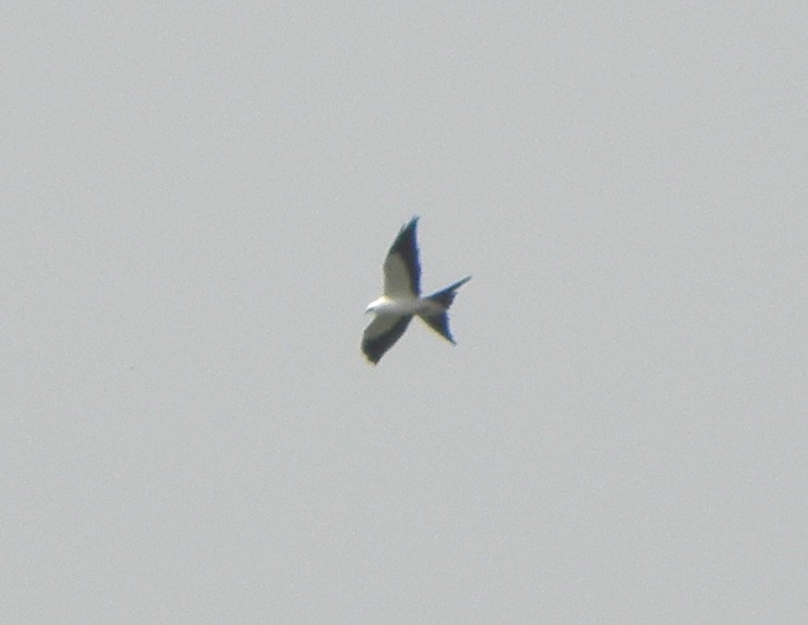 Swallow-tailed Kite - ML111393341