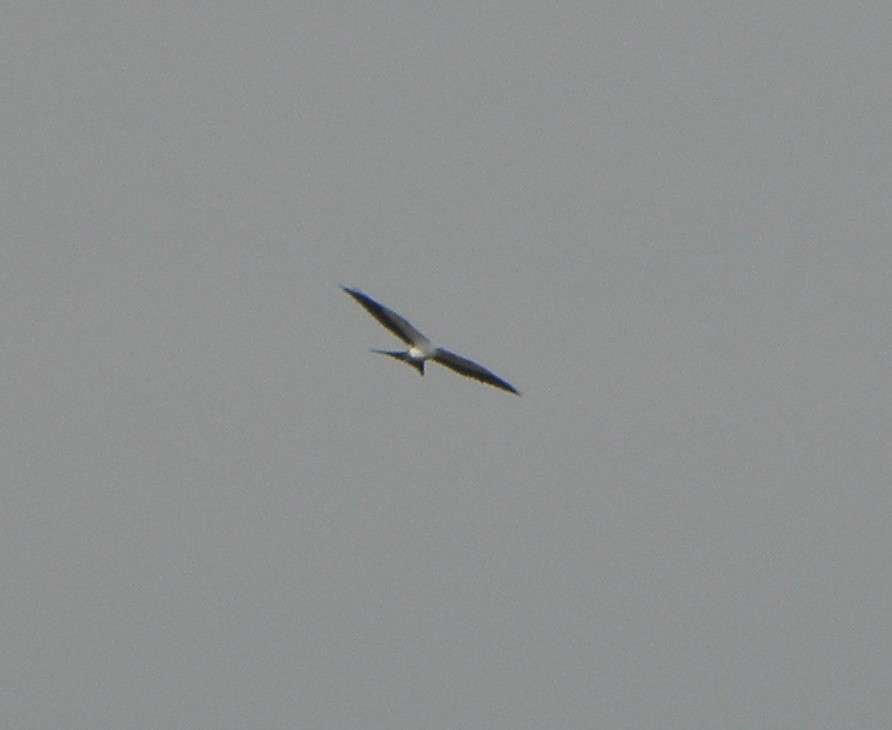 Swallow-tailed Kite - ML111393351