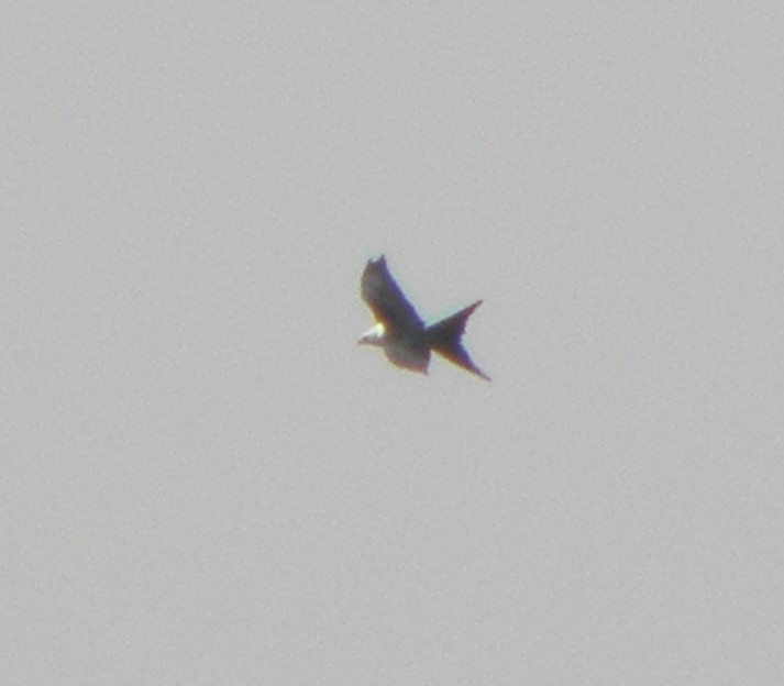 Swallow-tailed Kite - ML111393441