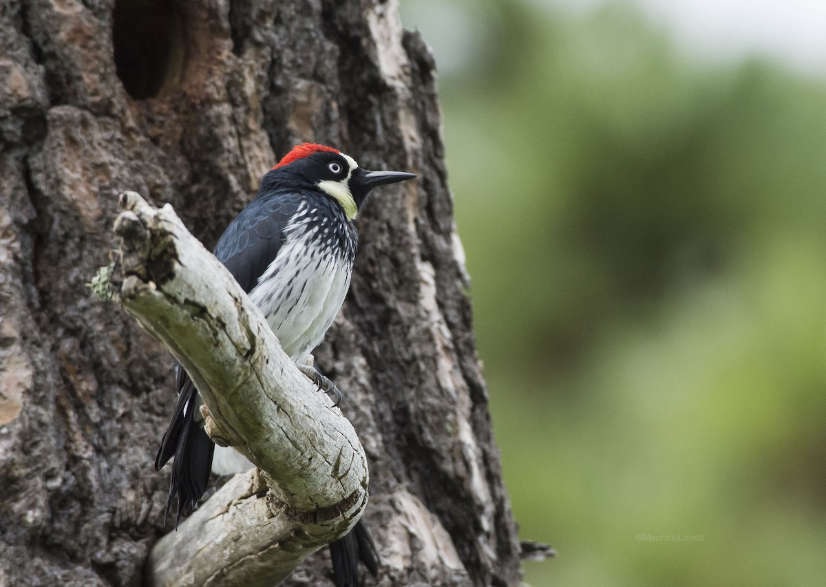 Acorn Woodpecker - Mauricio López