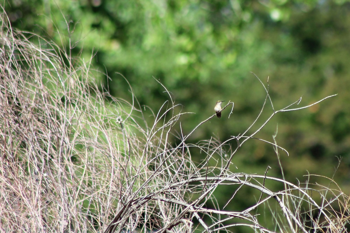 Broad-tailed Hummingbird - ML111397531