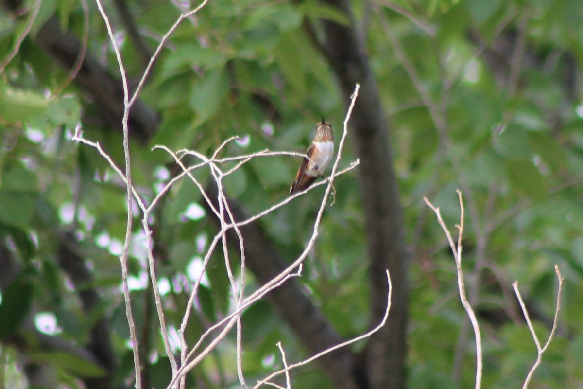 Rufous Hummingbird - ML111397541