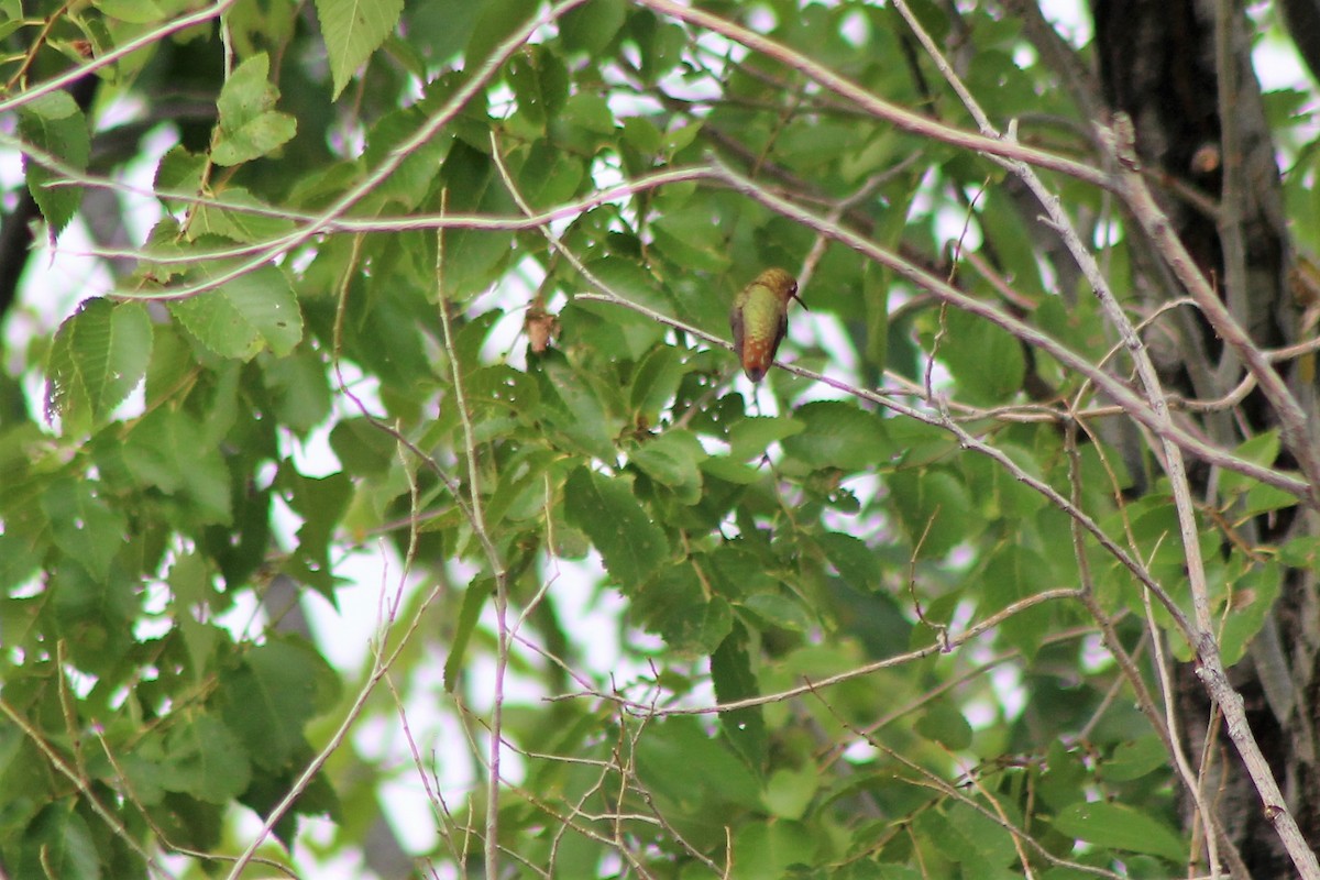 Rufous Hummingbird - David Lerwill
