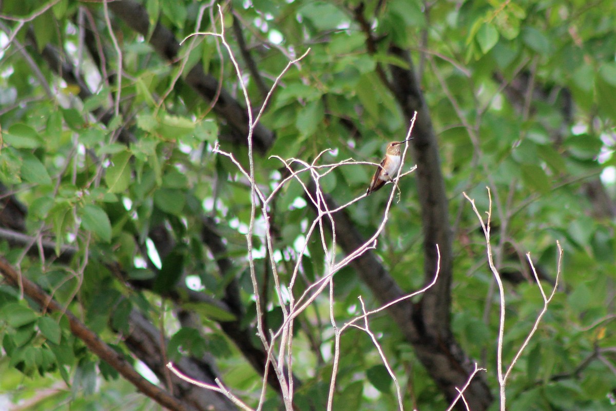Rufous Hummingbird - ML111397561