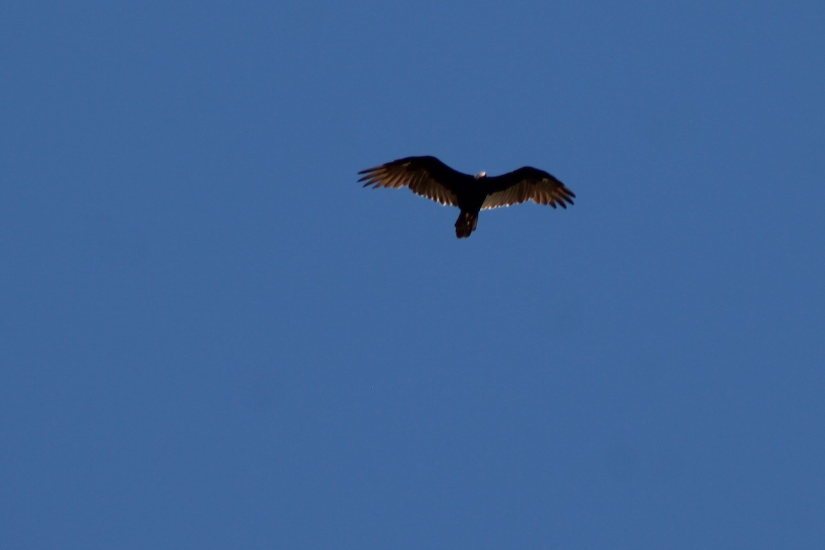 Turkey Vulture - ML111397891