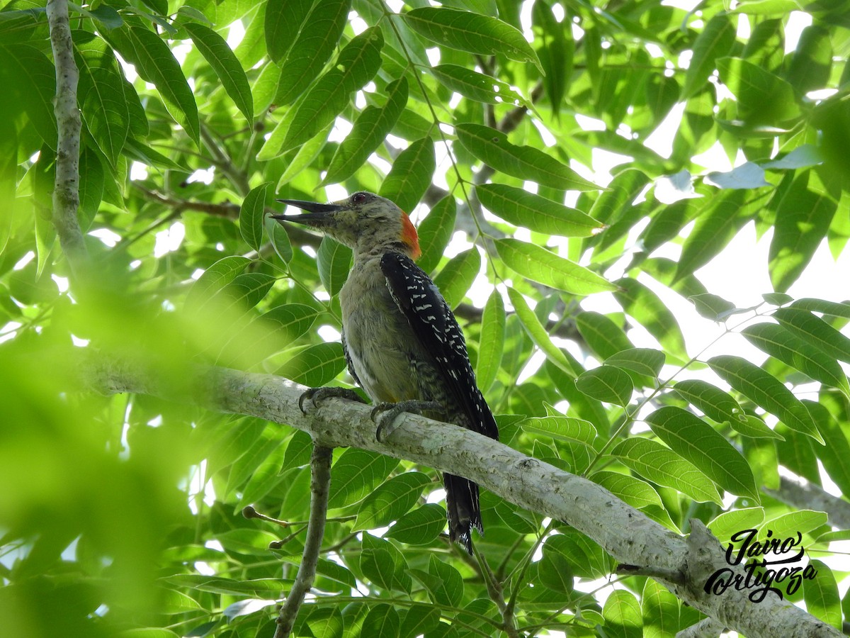 Golden-fronted Woodpecker - Jairo Ortigoza del Angel