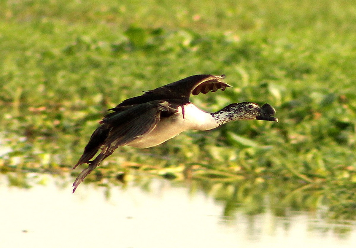 Knob-billed Duck - Pushpinder Jamwal