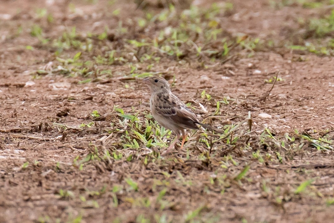 Grasshopper Sparrow - ML111411411