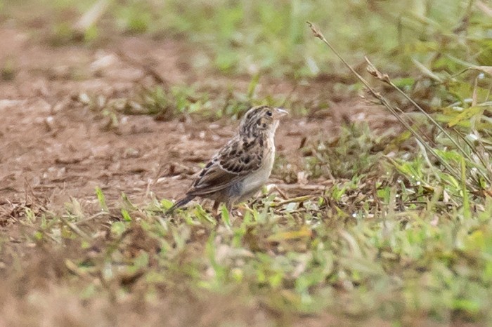 Grasshopper Sparrow - ML111411431