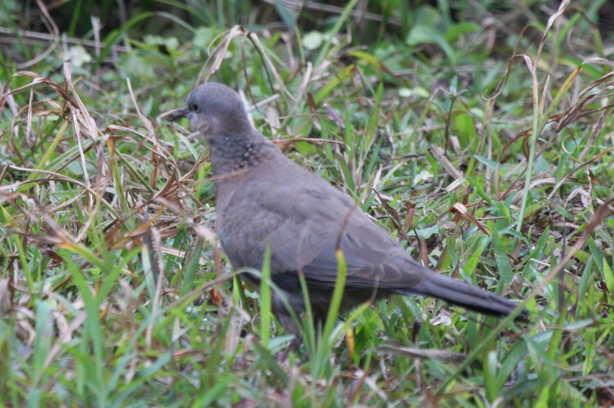 Spotted Dove (Eastern) - Susan Murphy