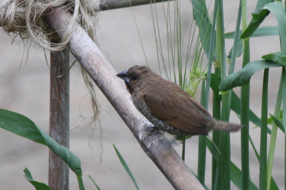Scaly-breasted Munia - Susan Murphy