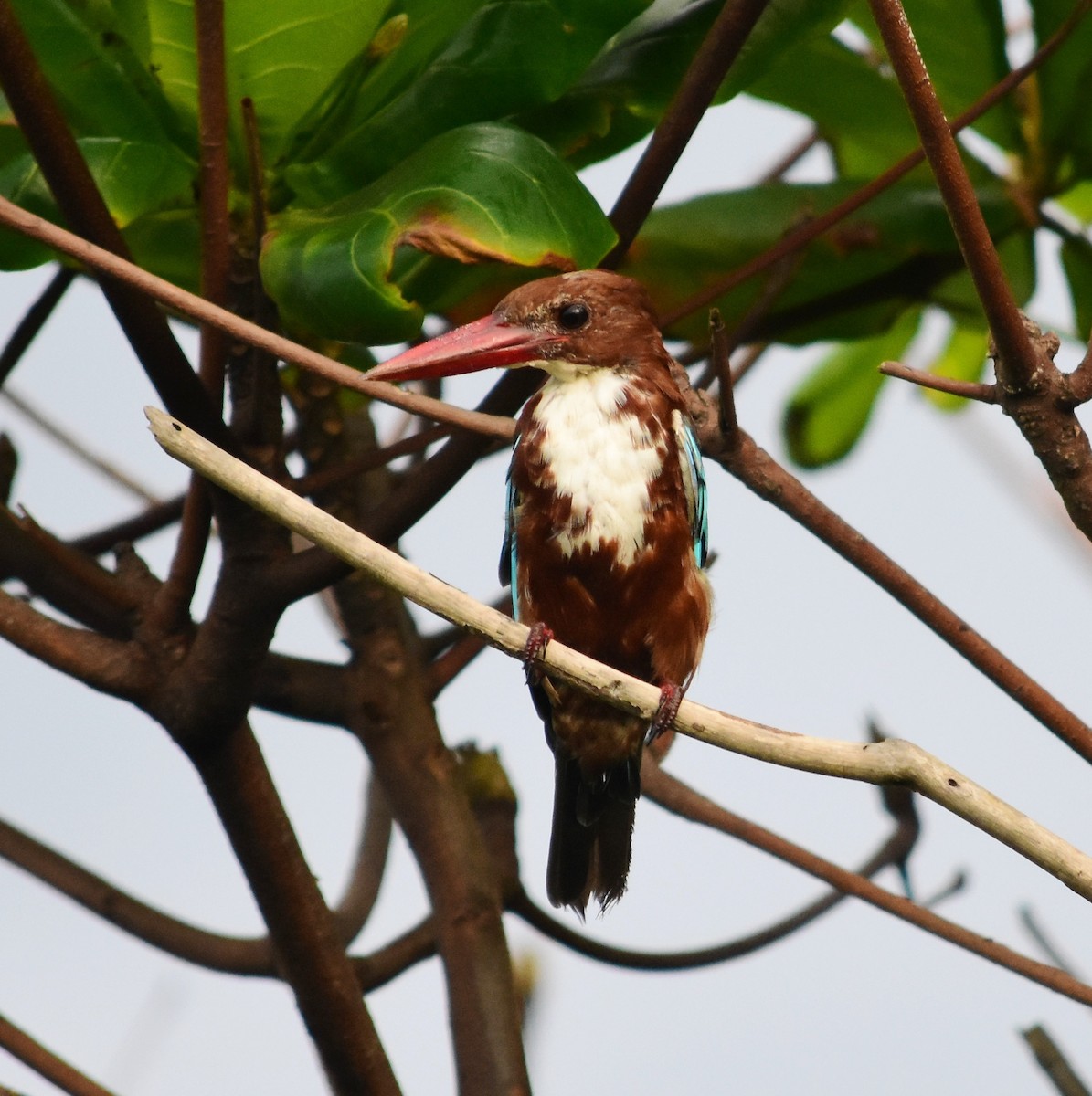 White-throated Kingfisher - ML111413511