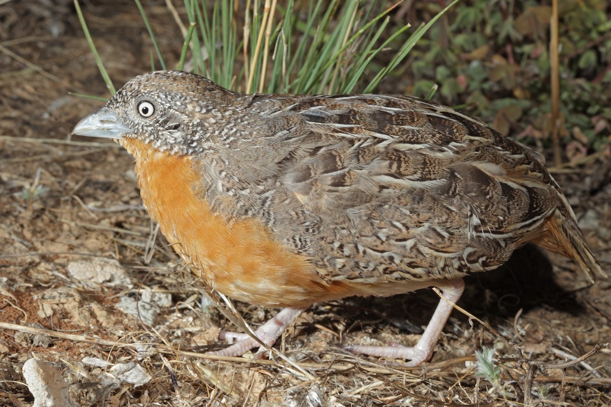 Red-chested Buttonquail - ML111413661