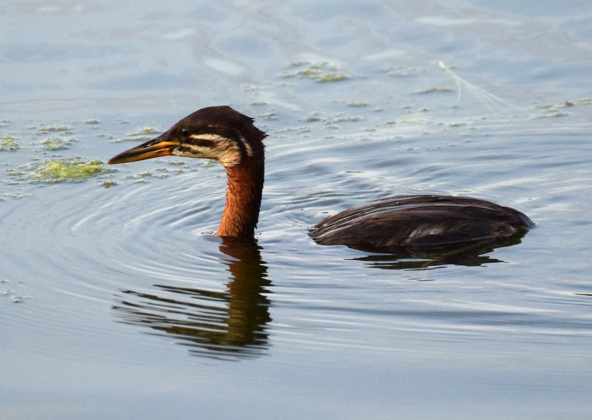 Red-necked Grebe - A Emmerson