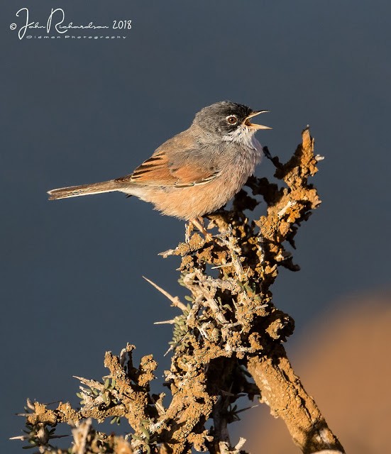 Spectacled Warbler - ML111417091