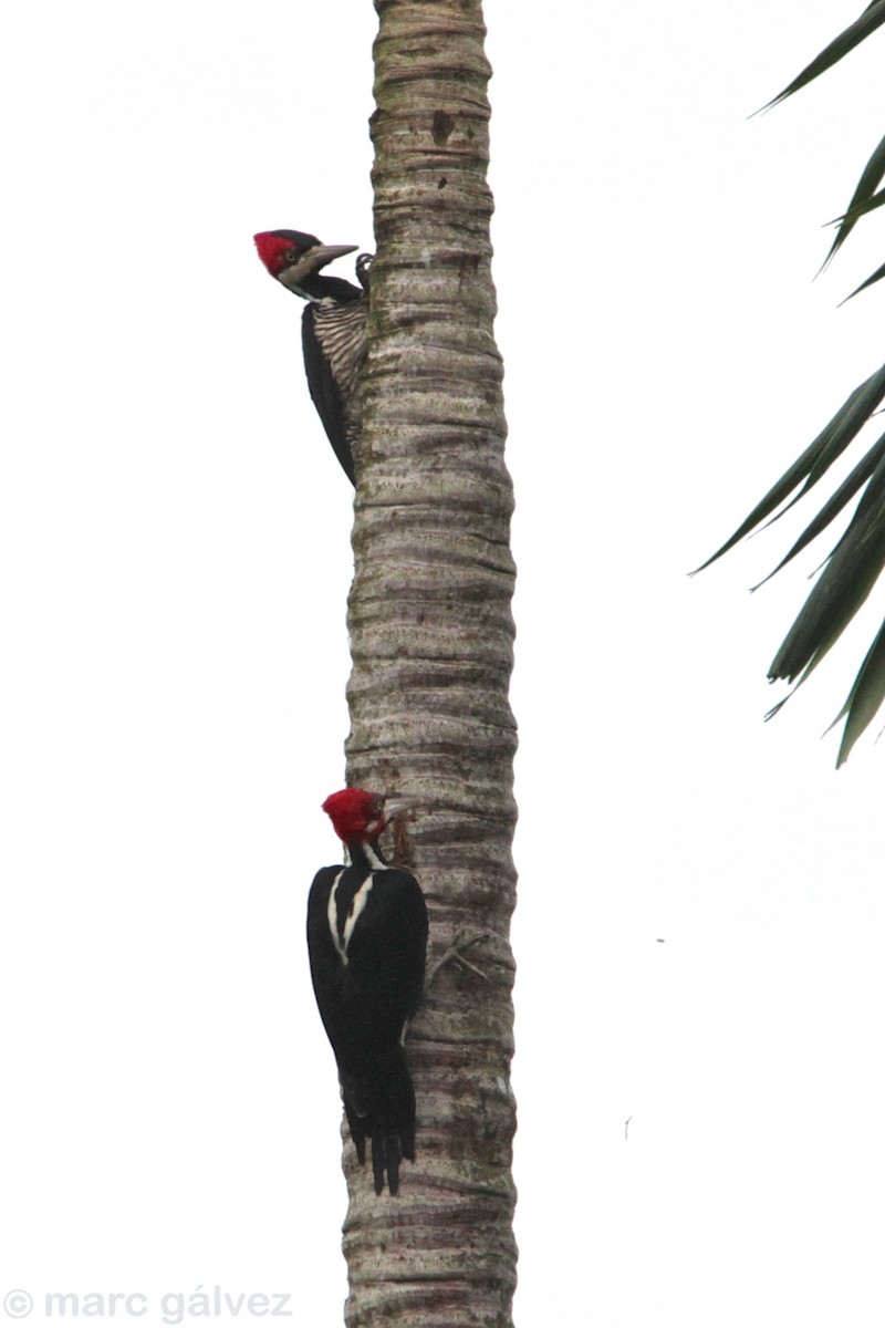 Crimson-crested Woodpecker - Marc Gálvez
