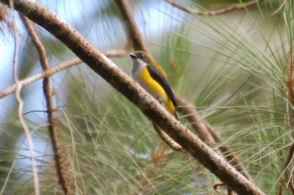 Yellow-sided Flowerpecker - ML111418001