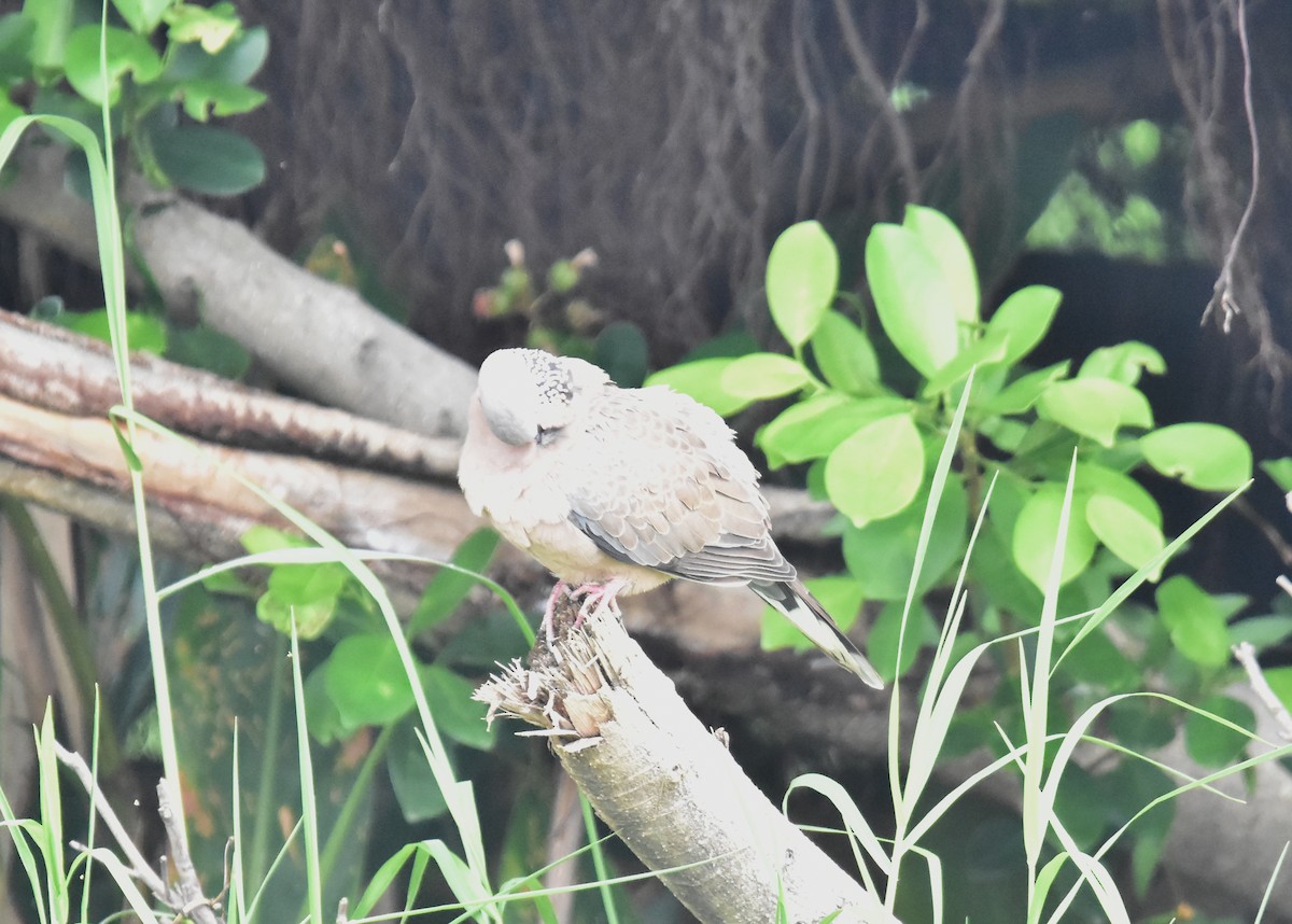 Spotted Dove - Giambi (鈞弼) Chang (張)