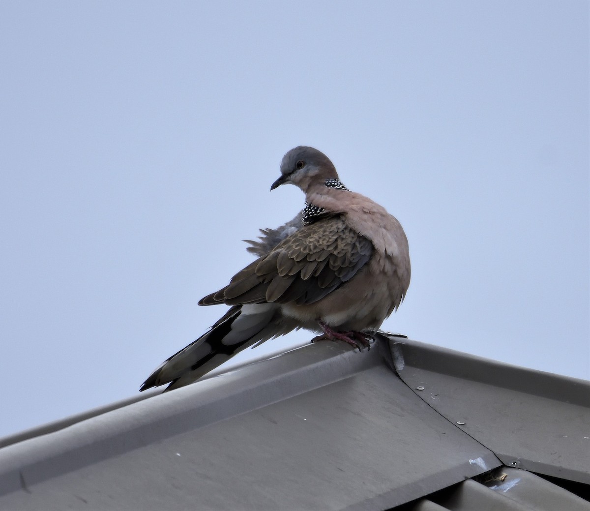 Spotted Dove - Ken Crawley