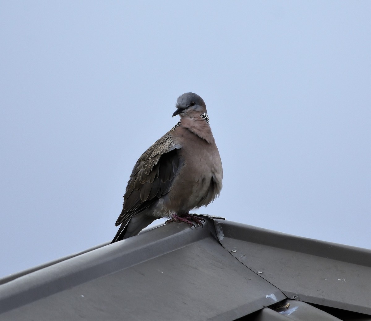 Spotted Dove - Ken Crawley