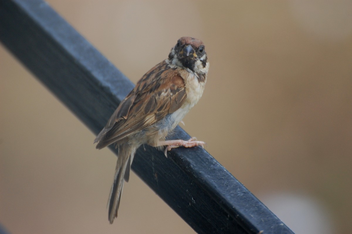 Eurasian Tree Sparrow - ML111419831